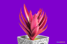 Load image into Gallery viewer, Free Plant Pot Mockup
